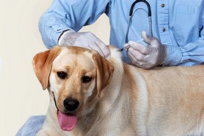 Labrador sable qui fait son vaccin