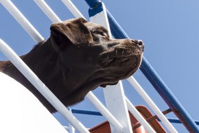 Labrador sur un bateau