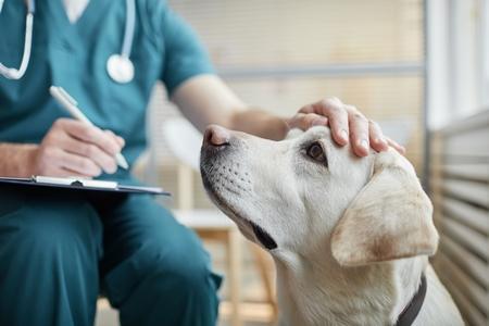 Labrador veterinaire adobestock 415457756