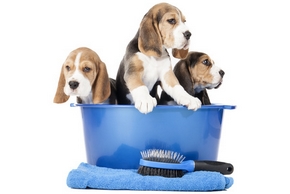 Lavage chien