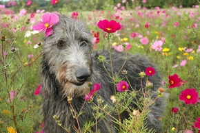 Levrier ecossais dans un champs de fleurs