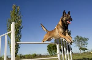 Malinois agility