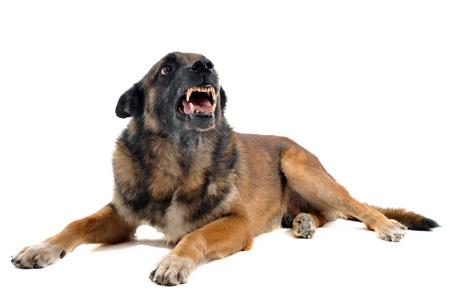 Malinois agressif adobestock 38794172
