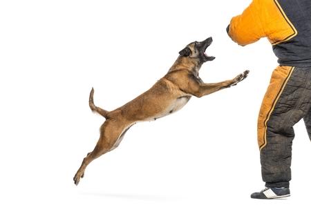 Le différents chiens de travail et comment les dresser ?