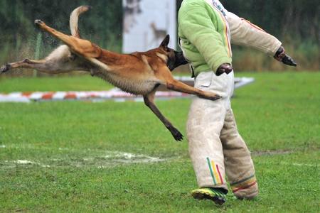 Malinois attaque adobestock 87619107