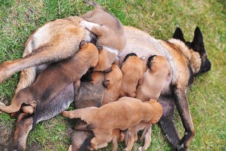 Malinois chiot maman allaite adobestock 81610493 2