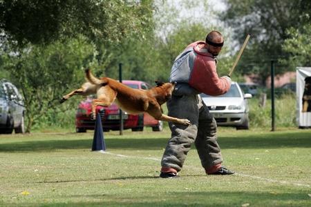 Malinois concours campagne attaque adobestock 1034615