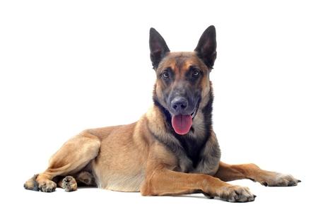 Malinois couche adobestock 34777901