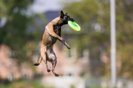 Comment enseigner à son chien à jouer au frisbee? 🪃. Il est possible que  votre compagnon ait besoin d'un coup de main pour apprendre à jouer avec  vous au frisbee, voici quelques