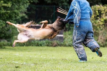 Le mordant : description, ce que dit la Loi, intérêt, etc.