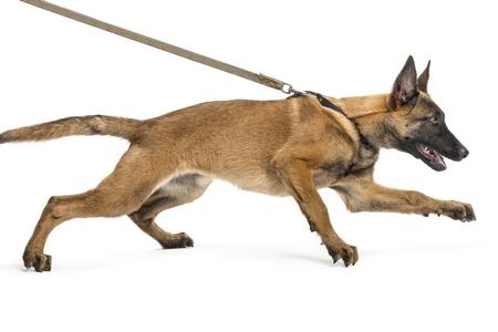 Malinois tire adobestock 46241629