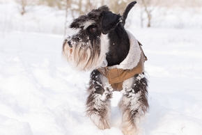 Manteau neige