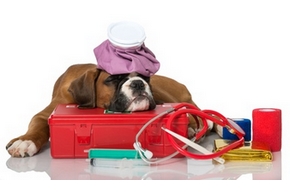 Informations sur les médicaments pour chien