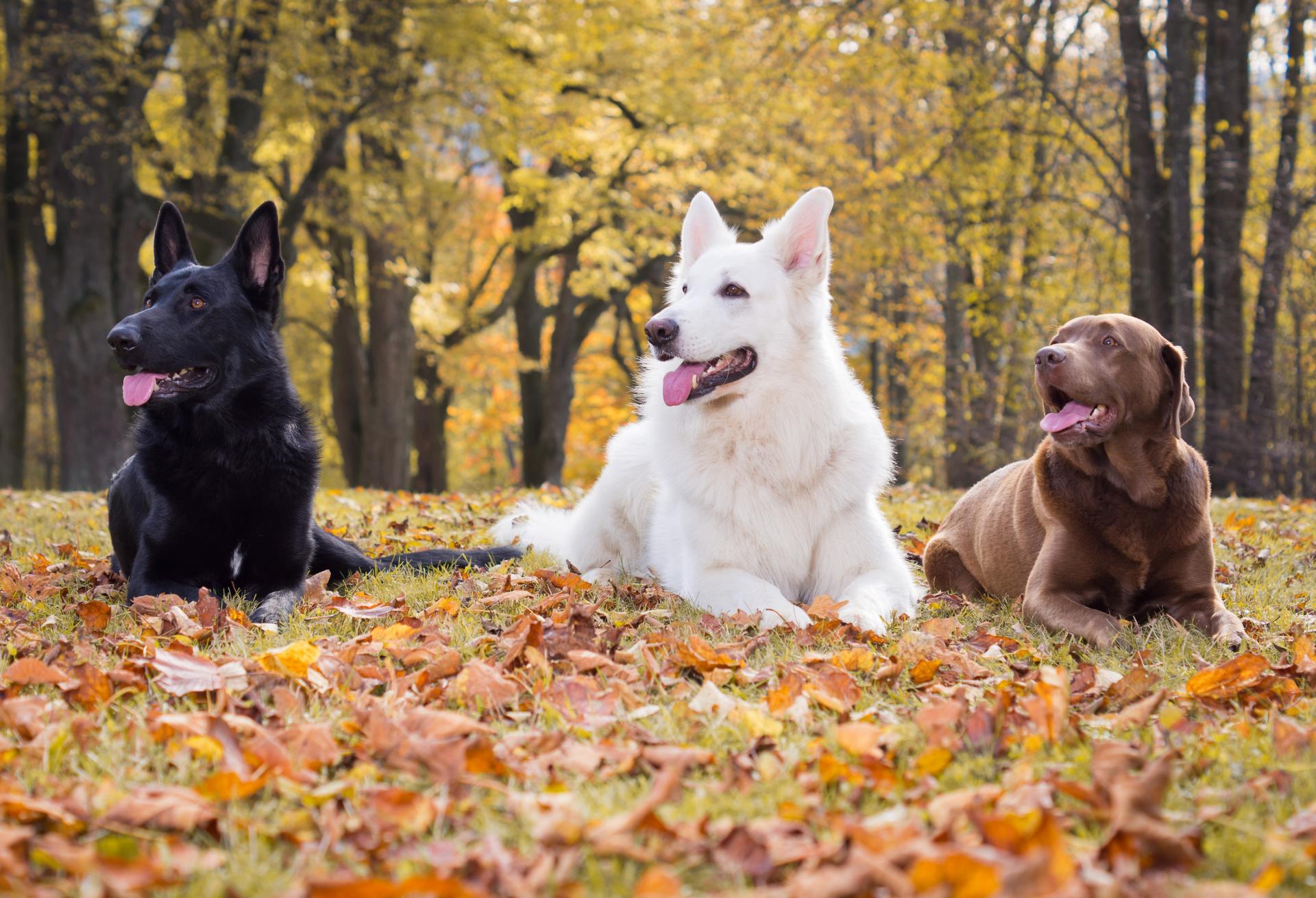 Quel Race De Chien Est Fait Pour Moi Le forum entièrement dédié à votre chien