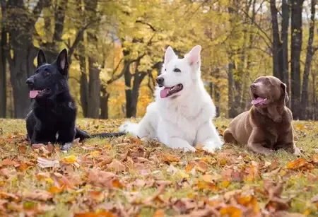 Comment apprendre le 