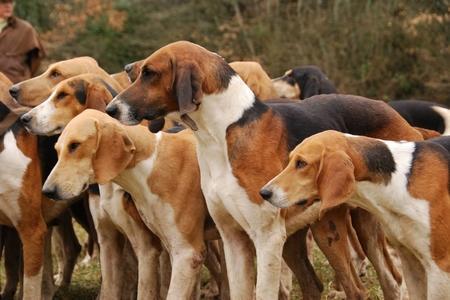 Chien courant à la chasse : formation, étapes d'éducation...