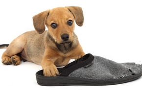 Montrer autorite chiot