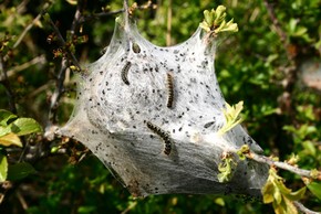 Nid de chenilles processionnaires