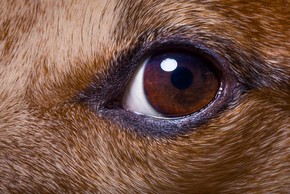 Oeil d un chien