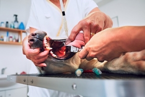 Operation langue d un chien