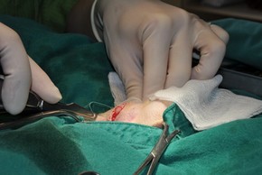 Operation tumeurs des testicules chez le chien
