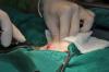 Operation tumeurs des testicules chez le chien