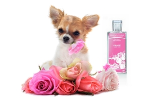 Parfum chien
