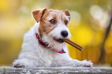 Parson russel terrier batonnet adobestock 471085504