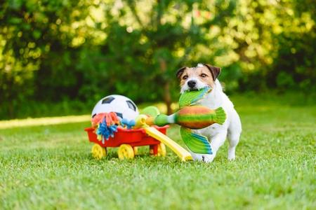 Comment dresser son chien à rapporter un objet précis ?