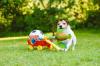 Parson russel terrier jouets adobestock 314100718