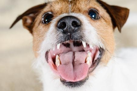 Parson russell terrier gueule ouverte adobestock 128571267