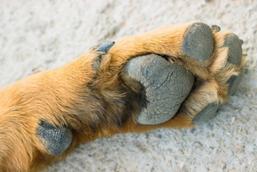 Patte de chien avec ergot