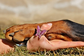 Patte de chien