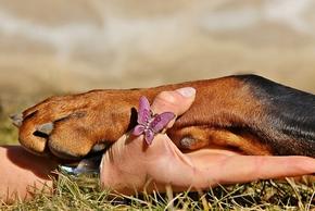 Pattes du chien : anatomie, blessures possibles, soins, etc.