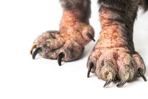 Causes, type et traitement d'eczéma chez les chiens