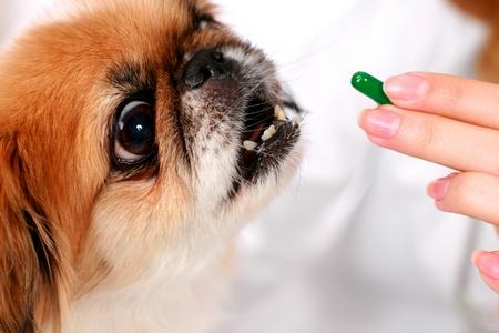 Médicaments pour chien : tout ce qu’il faut savoir