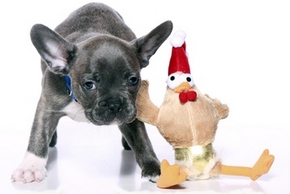 Peluche pour chien : description, choix, prix, etc.