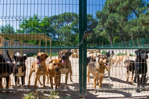 En cas d'absences, sachez qu'il y a des pensions pour chiens