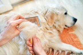 Perte de poils chez le chien : pourquoi, risques, que faire