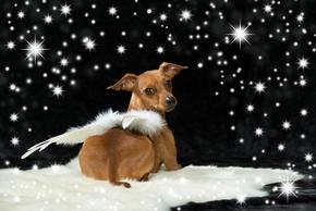 Deuil chien : phases, gestes qui aide à accepter, en parler