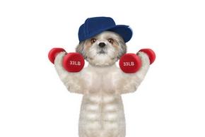 Système Musculaire du chien : entretien, maladies, etc.