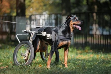 Pinscher allemand fauteuil roulant adobestock 232378053