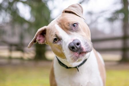 L'ataxie chez le chien : définition, symptômes, traitement