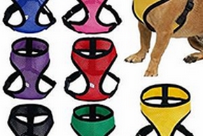 Plusieurs harnais pour chien