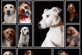 Chien LOF : présentation, inscription, obtention, etc.