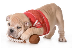 Pourquoi primordial jouer chien