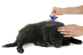 Produits pour soigner chien des tiques