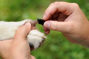 Protèges griffes pour chiens : description, utilité, prix