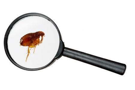 Les puces chez le chien : transmission, symptômes, risques