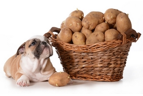 Regime alimentaire chien